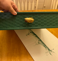 Gold Bug Insect Drawer Knob Metal Cicada Cabinet Knobs Dresser Knob Cabinet Knob