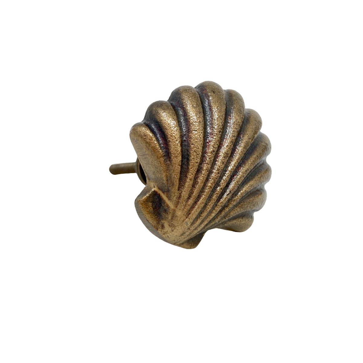 Shell Clam Knob