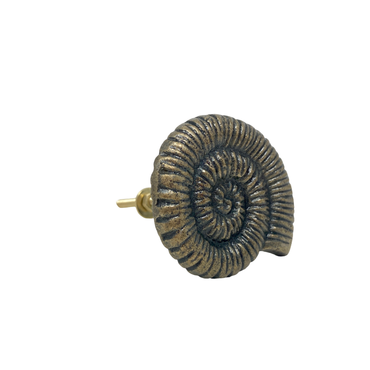 Large Shell Knob