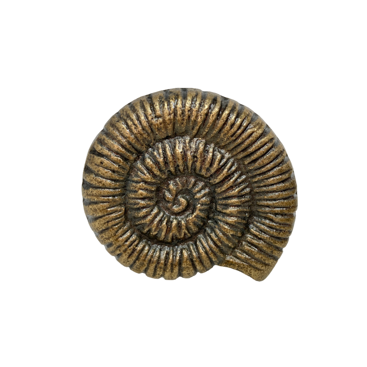 Large Shell Knob
