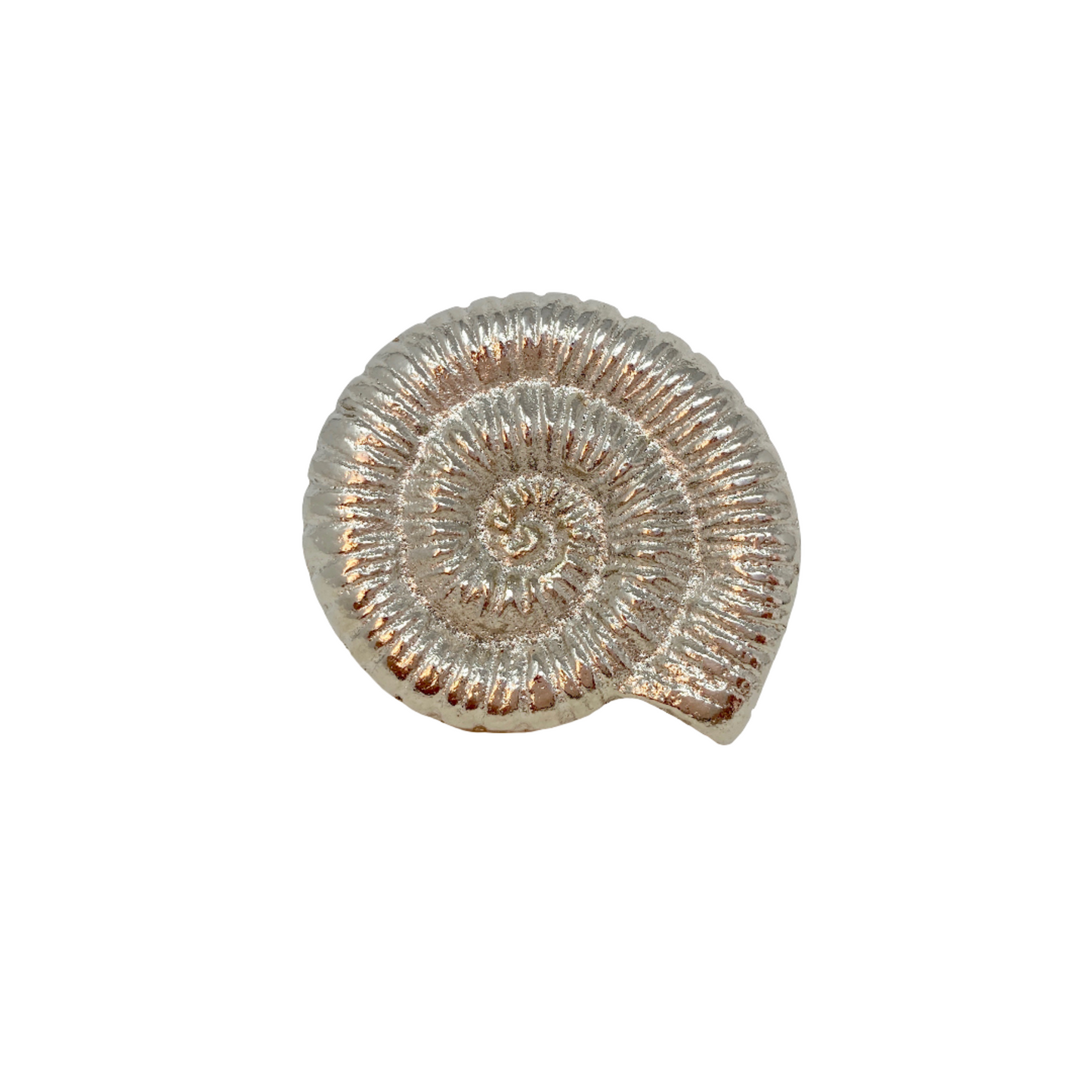 Large Shell Knob